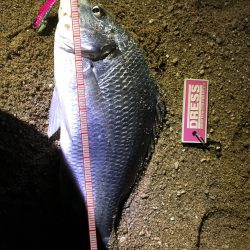 サーフでキビレ釣り