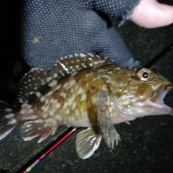 カモメ大橋 in ヘチ釣り（根魚のみ釣果）