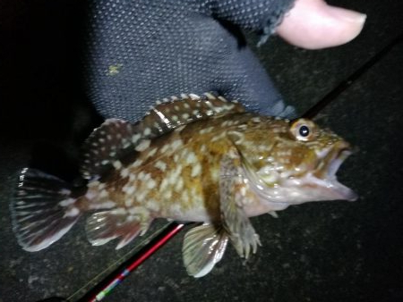 カモメ大橋 in ヘチ釣り（根魚のみ釣果）