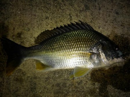 久々の釣り