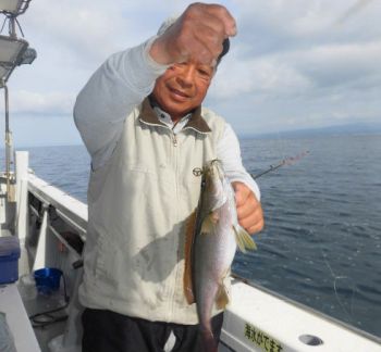 土佐安芸のハマちゃん