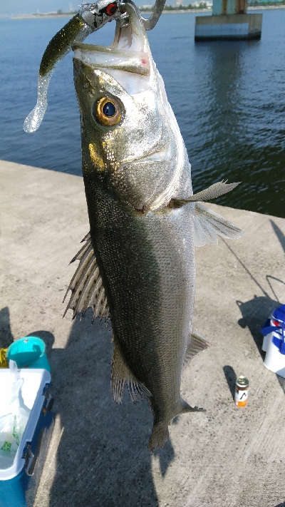 西野渡船さんにて 兵庫県 瀬戸内海側 武庫川河口 シーバス スズキ セイゴ 陸っぱり 釣り 魚釣り 釣果情報サイト カンパリ