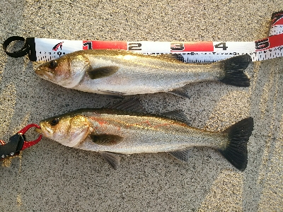 ズボ釣りで満足釣行