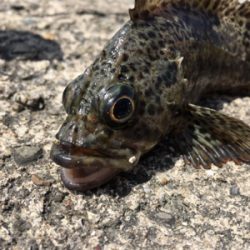 癒しの穴釣り