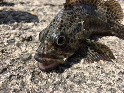 癒しの穴釣り