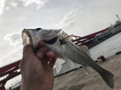 やっと釣れた♫