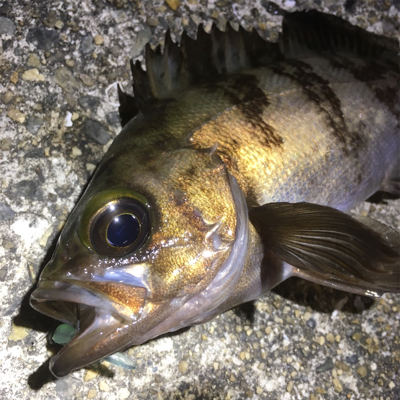 昨夜に引き続き、今夜の釣果は？