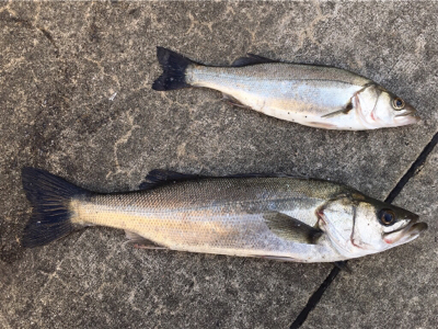 暖かくなり釣り日和