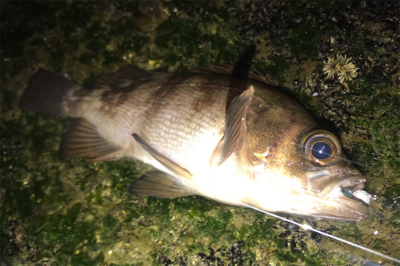 初釣果ゲスト