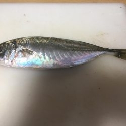 アジ釣れた