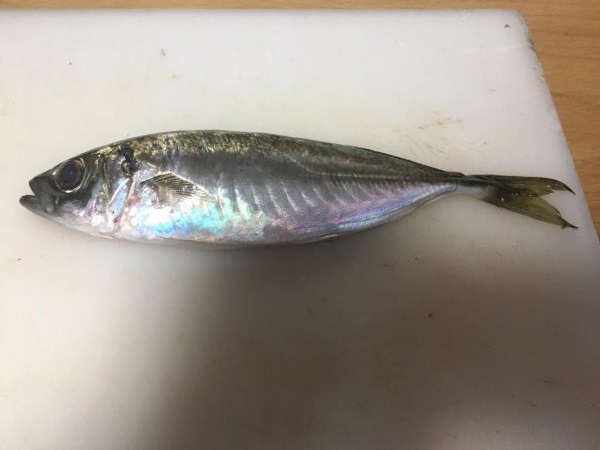 アジ釣れた