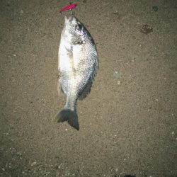 サーフでキビレ釣り