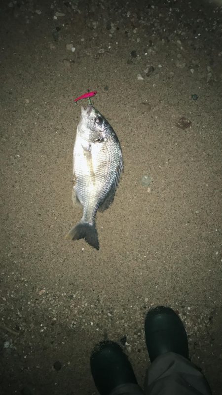 サーフでキビレ釣り