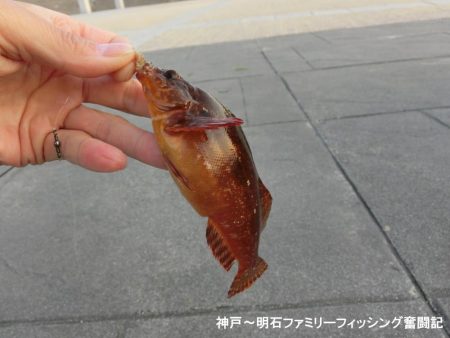 根魚絶好調