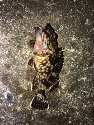 夜に釣りをする。