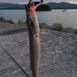 西表島 今日もオニカマス