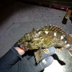 カモメ大橋 in ヘチ釣り（根魚のみ釣果）