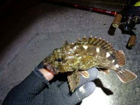 カモメ大橋 in ヘチ釣り（根魚のみ釣果）