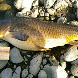 長良川のキレイな真鯉