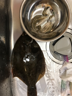 福浦近辺 カレイ釣り