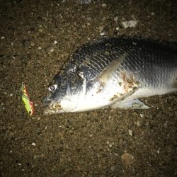 サーフでキビレ釣り