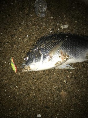 サーフでキビレ釣り