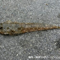 根魚絶好調