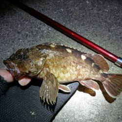 カモメ大橋 in ヘチ釣り（根魚のみ釣果）