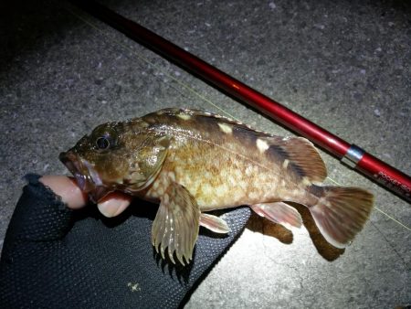 カモメ大橋 in ヘチ釣り（根魚のみ釣果）