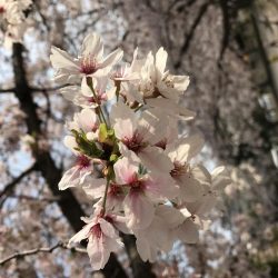 桜が満開釣り日和