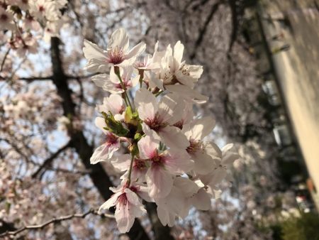 桜が満開釣り日和