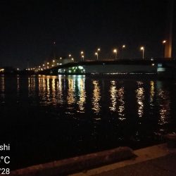 カモメ大橋（ヘチ釣りでついに今年初のキビレチヌ釣果）