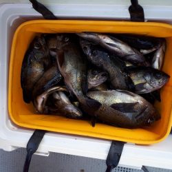 釣り船くわだ 釣果