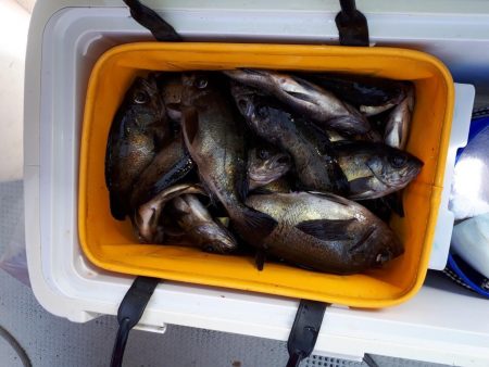 釣り船くわだ 釣果