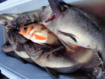 鯛紅丸 釣果