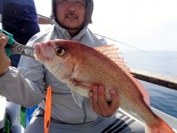 鯛紅丸 釣果