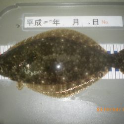 姫路市立遊魚センター 釣果