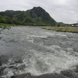 狩野川（狩野川漁業協同組合） 釣果