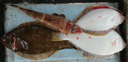 明神釣船 釣果