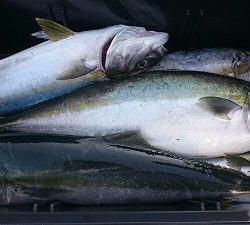 海龍丸（福岡） 釣果