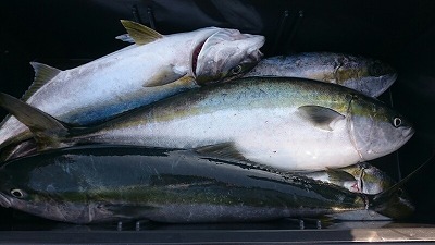 海龍丸（福岡） 釣果