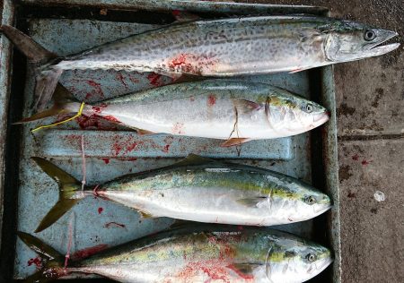 明神釣船 釣果