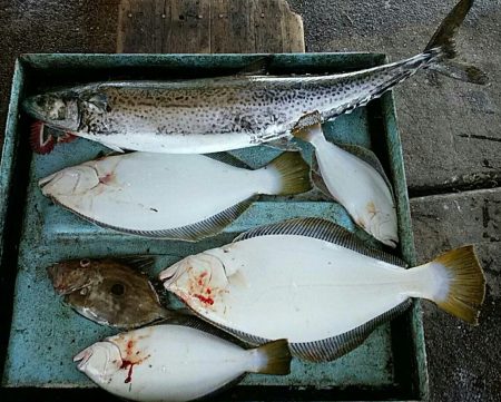 明神釣船 釣果