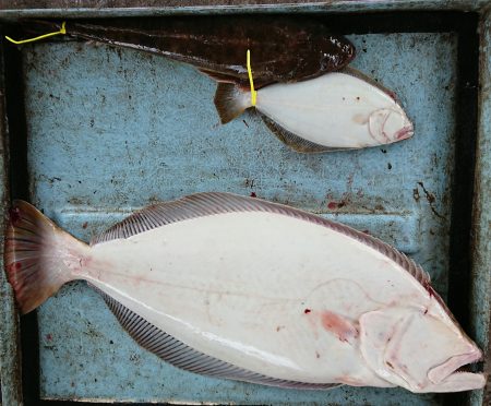 明神釣船 釣果