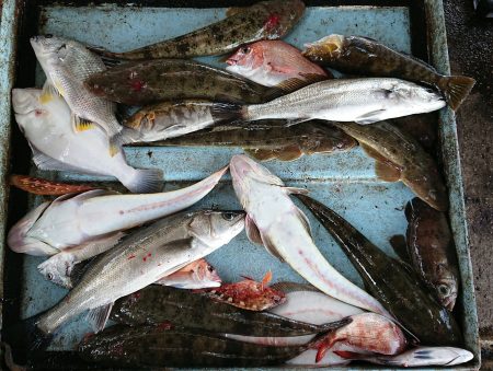 明神釣船 釣果