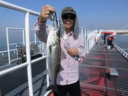 尼崎市立魚つり公園 釣果