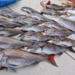 宝生丸 釣果