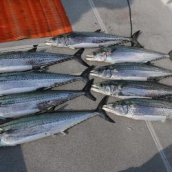 へいみつ丸 釣果