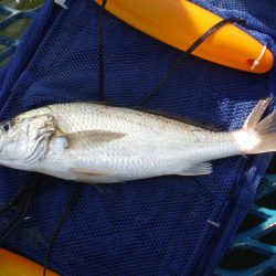 オリジナルメーカー海づり公園(市原市海づり施設) 釣果