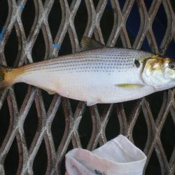 オリジナルメーカー海づり公園(市原市海づり施設) 釣果